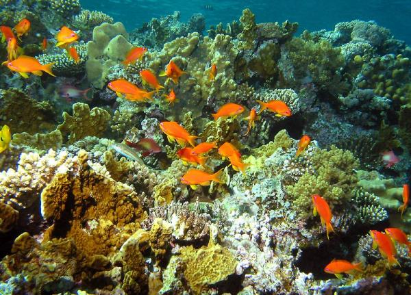 Red-Sea-Egypt (3)